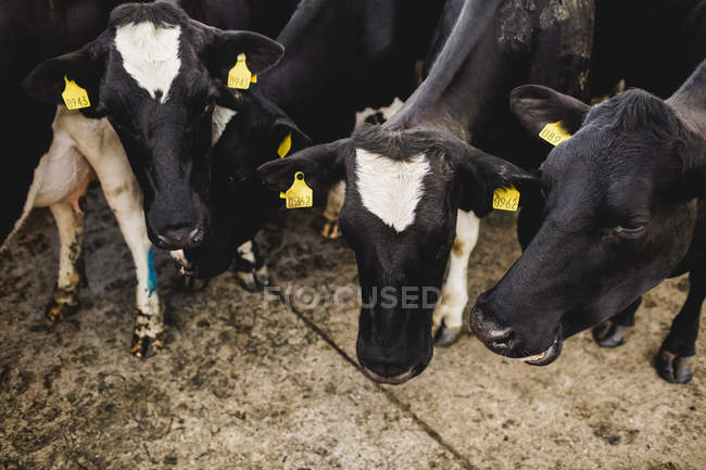 Vista de alto ângulo de vacas em pé no celeiro — Fotografia de Stock