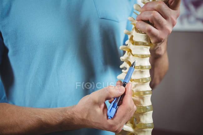 Sección media del fisioterapeuta que señala el modelo de columna vertebral en la clínica - foto de stock
