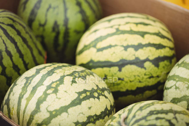 Close-up of watermelons in supermarket — Stock Photo