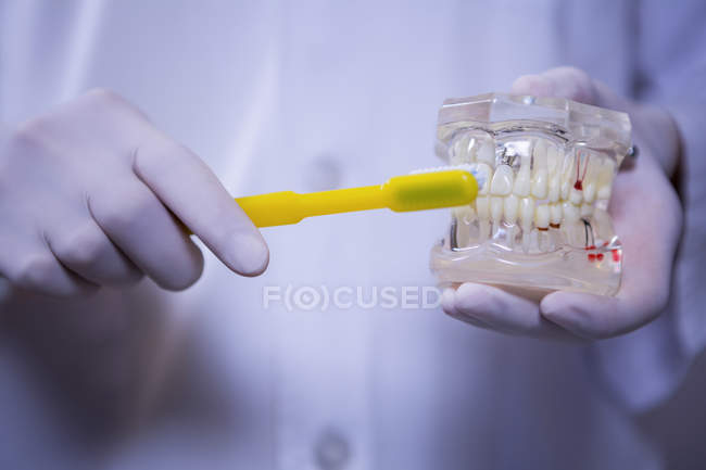 Sección media del dentista usando un cepillo de dientes en el modelo de boca - foto de stock