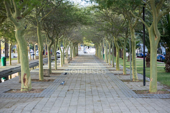Tree lined pathway through a park in daylight — Stock Photo