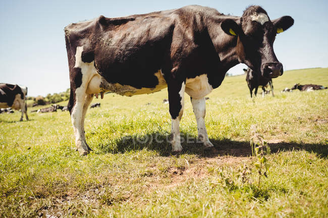 Cows standing on grassy field in sunlight — Stock Photo