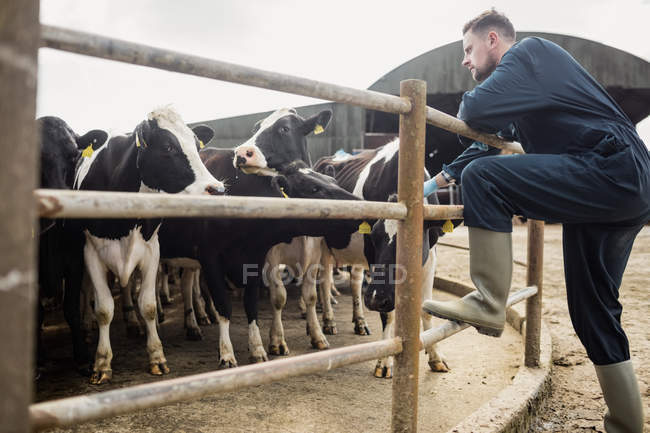 Vista laterale del lavoratore agricolo accarezzare il bestiame da recinzione a fienile — Foto stock