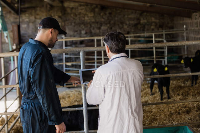 Vue arrière du travailleur agricole et du vétérinaire discutant sur tablette dans une grange — Photo de stock