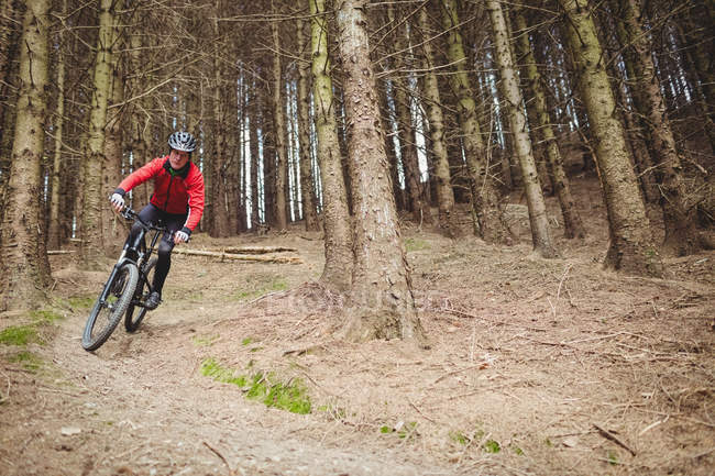 Вид спереду на гірських велосипедистів, які їдуть на брудній дорозі серед дерев у лісі — стокове фото