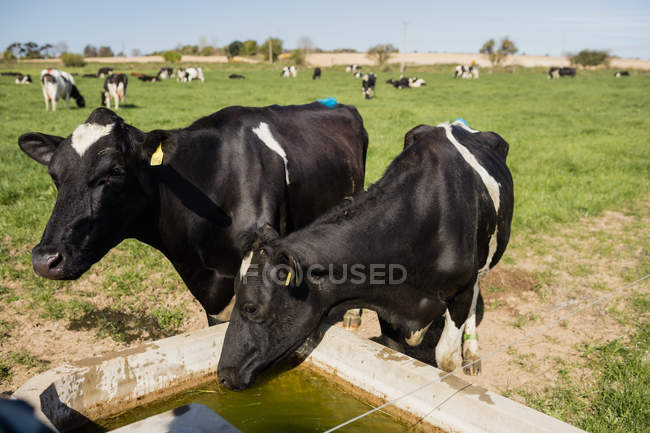 Mucche acqua potabile da abbeveratoio a campo — Foto stock