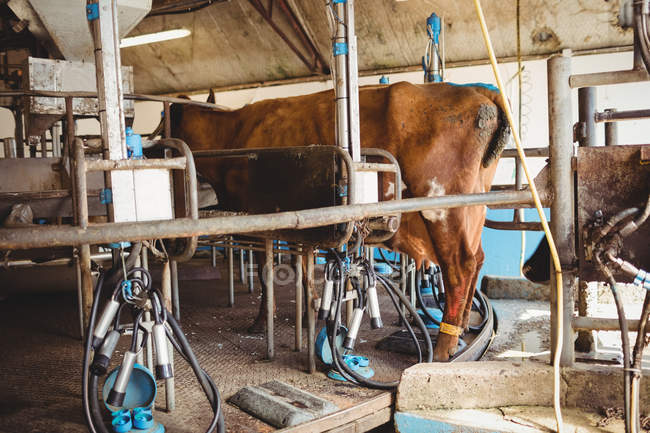 Equipamento de ordenha e vista lateral da vaca no celeiro — Fotografia de Stock