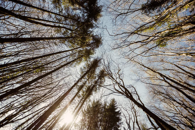 Vista ad angolo basso di alberi alti nella foresta — Foto stock