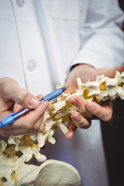Sezione centrale del fisioterapista che punta al modello della colonna vertebrale in clinica — Foto stock