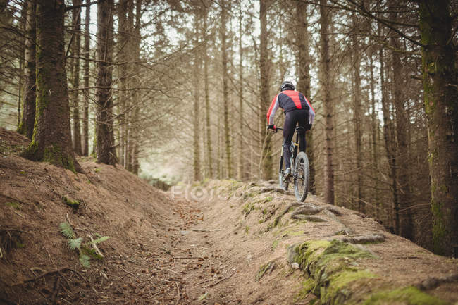 Rear view of mountain biker riding on dirt road in forest — Stock Photo