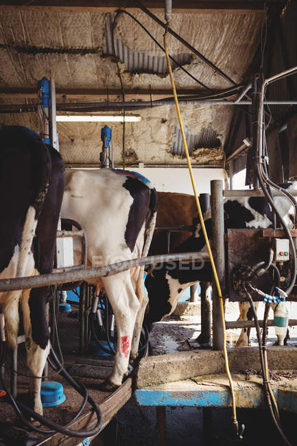 Fila de vacas con máquina de ordeño en granero - foto de stock