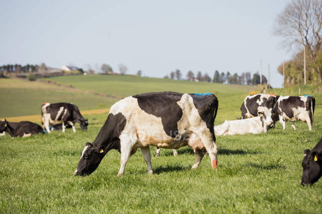 Корови пасуться на трав'янистому полі на тлі чистого неба — стокове фото