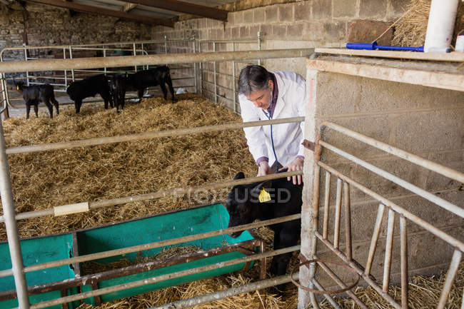 Ветеринар оглядає теля огорожею в сараї — стокове фото