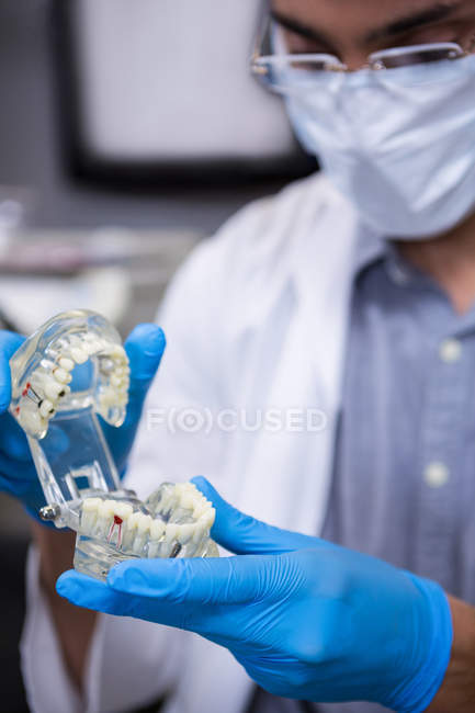 Selective focus of Dentist studying model of mouth in clinic — Stock Photo
