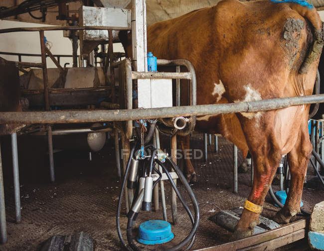 Attrezzature di mungitura e vista posteriore di una mucca nel fienile — Foto stock
