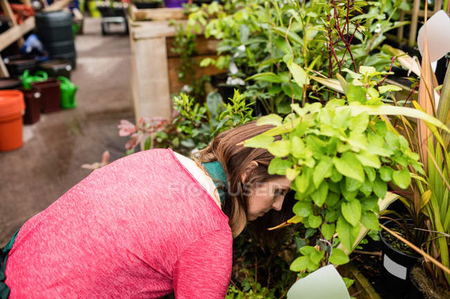 Belle femme vérifiant les plantes en pot dans le centre de jardin — Photo de stock