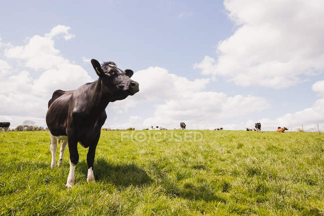Mucca in piedi sul paesaggio erboso contro cielo nuvoloso — Foto stock