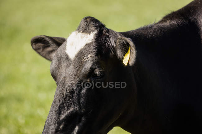 Gros plan de la vache debout au champ par une journée ensoleillée — Photo de stock