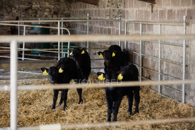 Calves with ear tag standing on straws at barn — Stock Photo