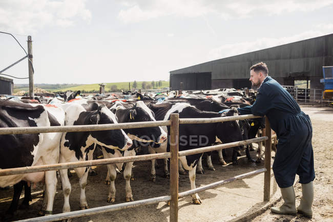 Arbeiter lehnt sich mit Kühen an Zaun gegen den Himmel — Stockfoto