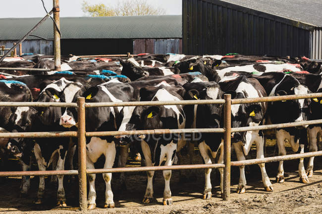 Велика рогата худоба стоїть біля паркану поза сараєм — стокове фото