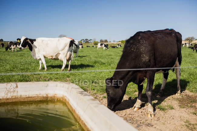Kuh weidet an sonnigem Tag im Trog auf dem Feld — Stockfoto