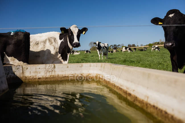 Cows standing by trough at field on sunny day — Stock Photo