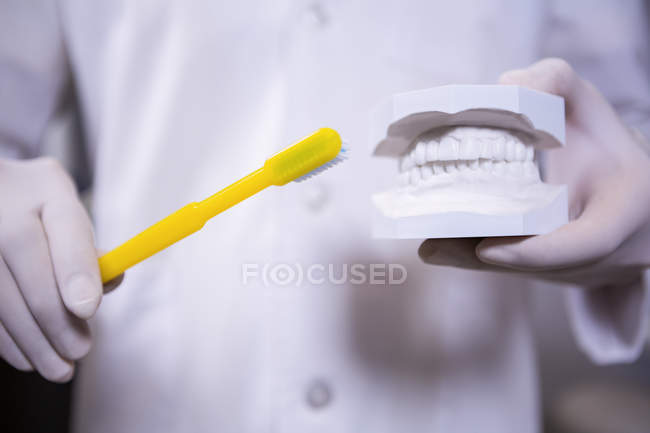 Section médiane du dentiste tenant un modèle de bouche et une brosse à dents — Photo de stock