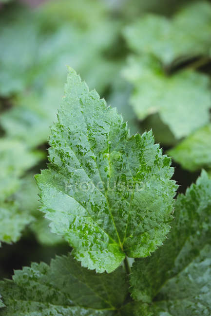 Close up of green leaves in garden center — Stock Photo