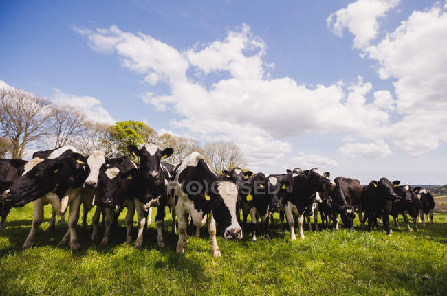 Vaches sur champ herbeux contre ciel nuageux — Photo de stock