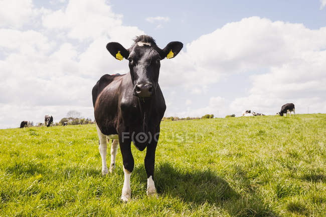 Корова стоїть на трав'янистому полі проти хмарного неба — стокове фото