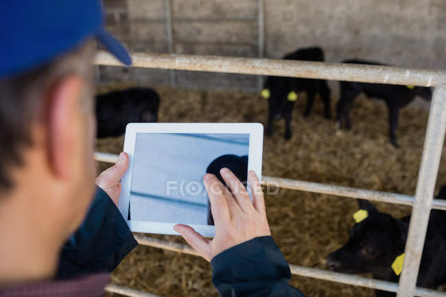 Обрезанное изображение работника фермы с помощью планшетного компьютера по забору в сарае — стоковое фото