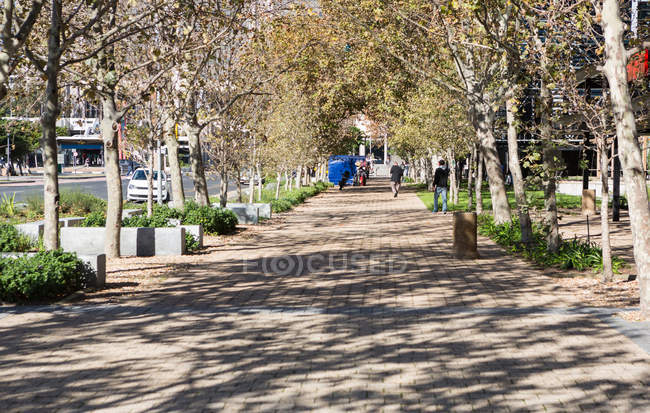 Tree lined pathway through a park in daylight — Stock Photo