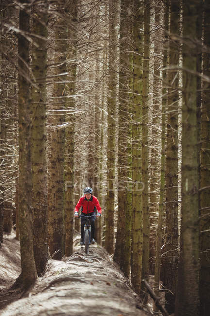Vista frontal del ciclista de montaña que monta en el camino de tierra en medio de árboles en el bosque - foto de stock