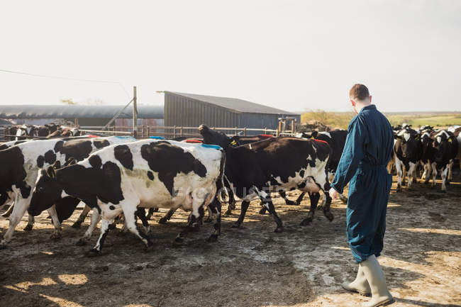 Повна довжина фермера, що стоїть на полі корів — стокове фото