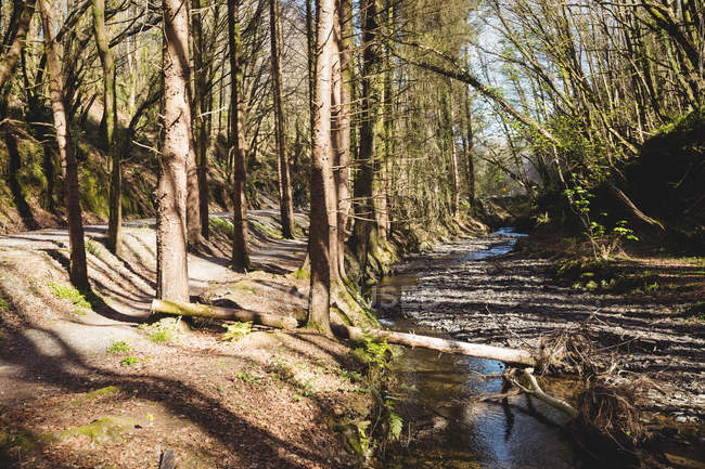 Bach fließt inmitten von Bäumen im Wald — Stockfoto