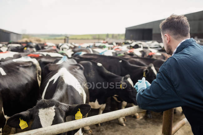Rear view of farmer standing by fence against cows at barn — Stock Photo