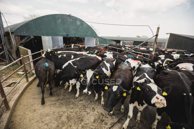 Корови за парканом проти сараю — стокове фото