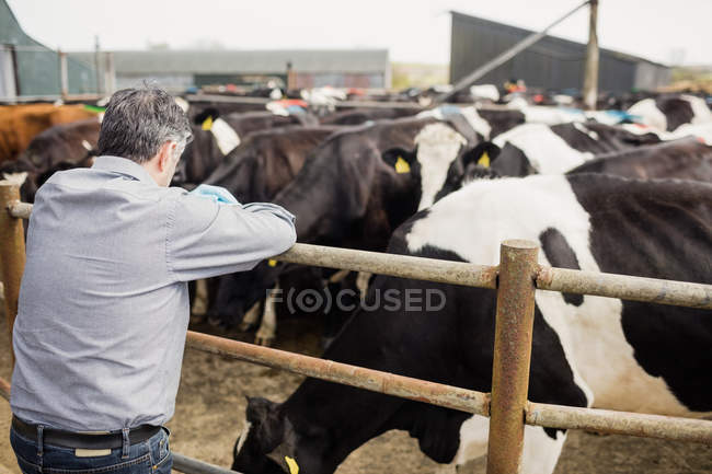 Вид ззаду чоловіка, що стоїть біля паркану проти корів у сараї — стокове фото