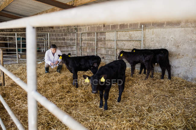 Vet crouching while examining black calves at shed — Stock Photo