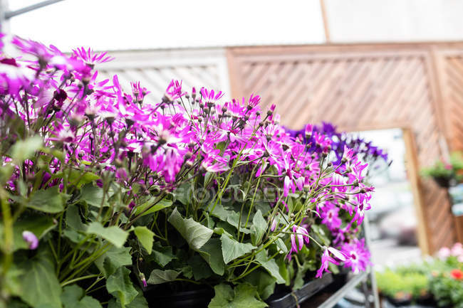 Nahaufnahme von Blumen im Gartencenter — Stockfoto