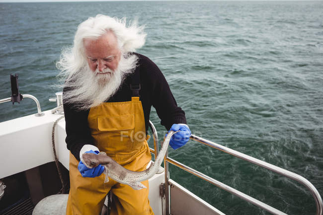 Capelli grigi Pescatore che tiene i pesci sulla barca — Foto stock