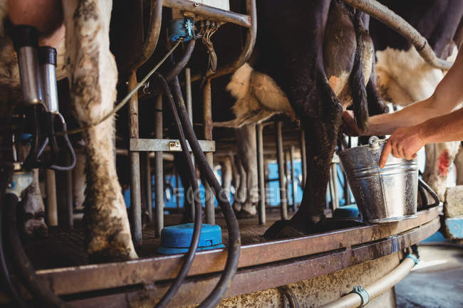 Руки человека доят корову в сарае — стоковое фото