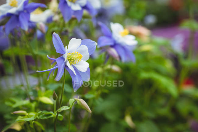 Close up of flowers and buds in garden centre — Stock Photo