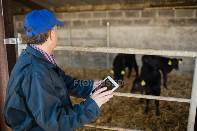 Вид сбоку работника фермы с помощью цифрового планшета по забору в сарае — стоковое фото