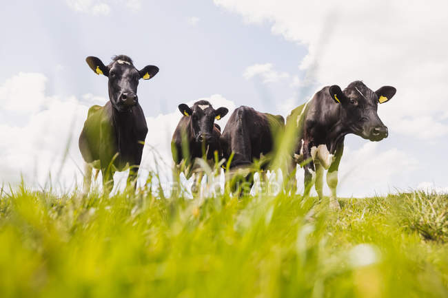 Visão de baixo ângulo de vacas no campo contra o céu — Fotografia de Stock