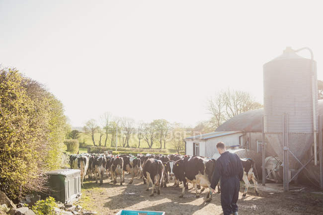 Rückansicht eines Bauern, der neben Rindern auf einem Feldweg neben einer Scheune steht — Stockfoto