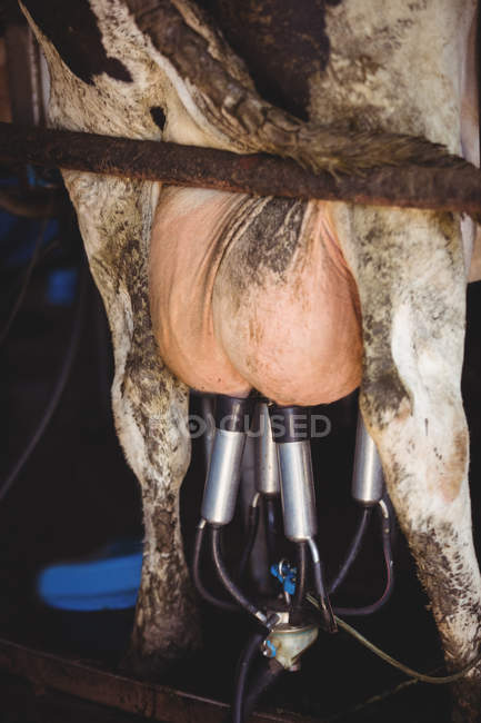 Primo piano della vacca con mungitrice in fienile — Foto stock