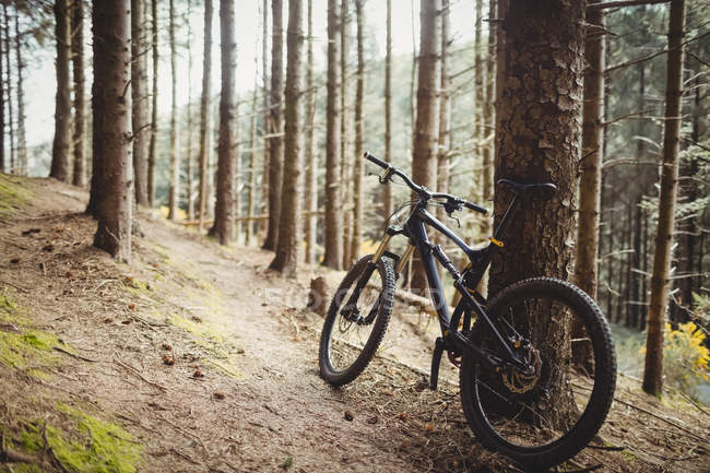 Mountain bike parked by tree in forest — Stock Photo