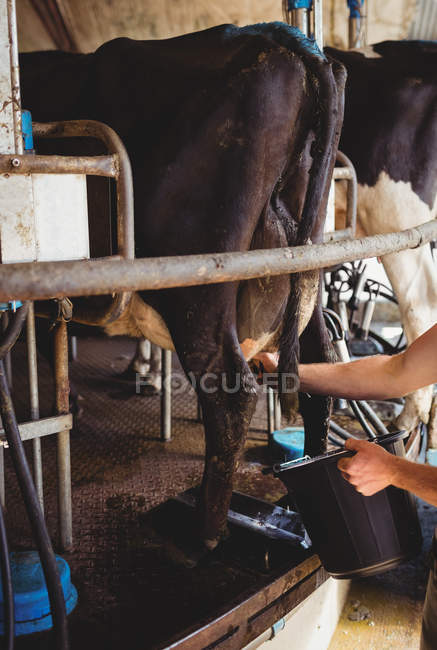 Mani dell'uomo mungitura di una mucca in fienile — Foto stock
